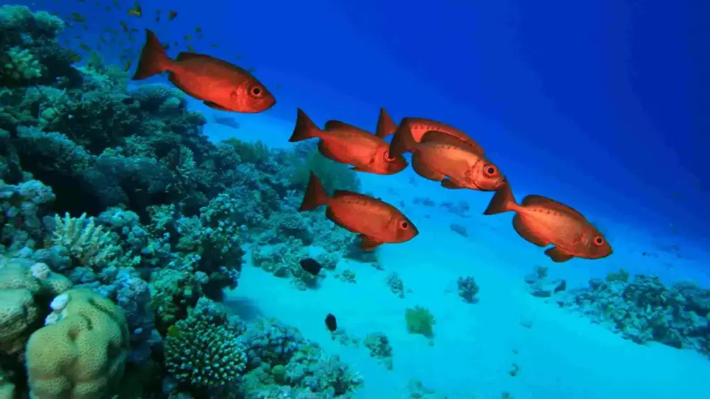 BB Capital - Fish-header-climate-webinar