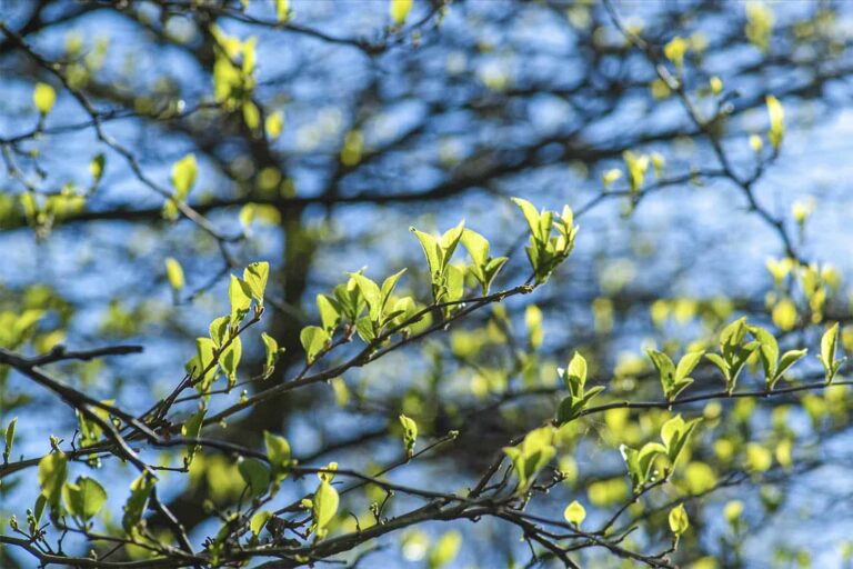 BB Capital - Screenshot