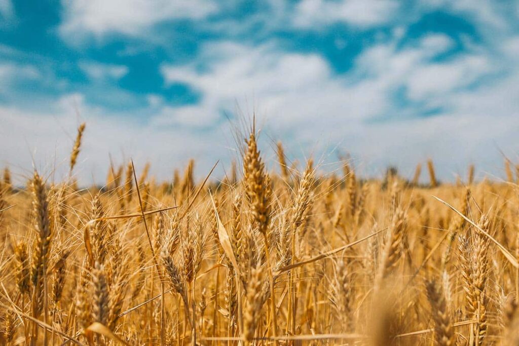 BB Capital - Polina-rytova-oekraïne-private-equity