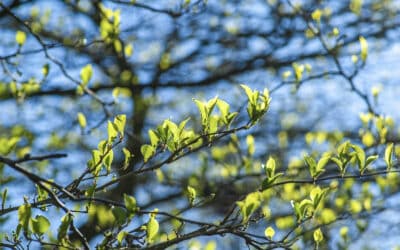Private Markets Outlook 2026: nieuwe kansen na transitie